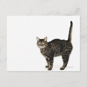 Huishoudelijke mannetjes met staande kat briefkaart