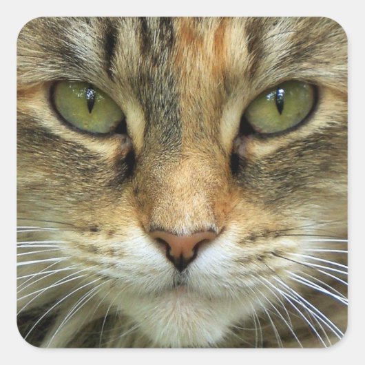 Huiskat met groene ogen portret sticker (Voorkant)