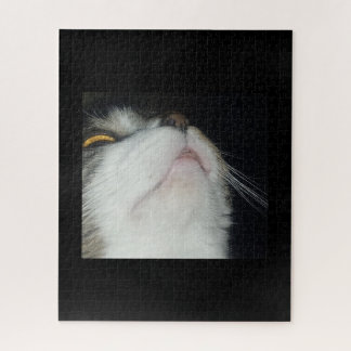 Huiskat omhoog kijkend close-up zwart achtergrond legpuzzel