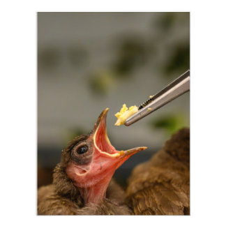 huismus nestelen Foto Uitbreiding Afdruk