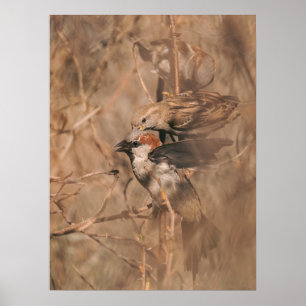Huismus Vogels In Lente Natuurfotografie Poster
