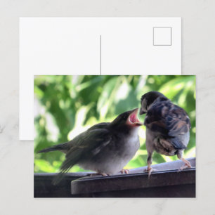 Huismusvader voert en leert jongen briefkaart