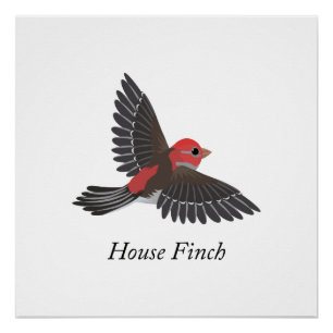Huismusvink Perfect Poster