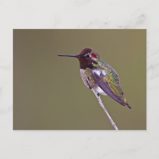 Huisvesting Briefkaart (Voorkant)