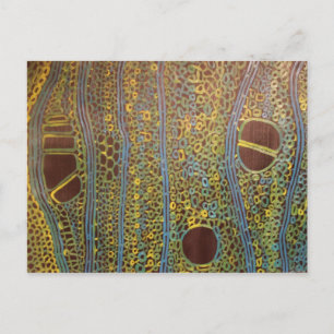 Hulst onder een microscoop - Briefkaart door