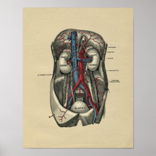 Humaan abdominale anatomie 1902 afdrukken poster
