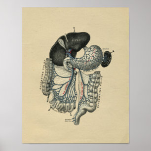 Humaan abdominale anatomie 1902 afdrukken poster