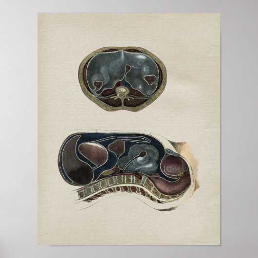 Humaan abdominale anatomie  afdrukken poster (Voorkant)