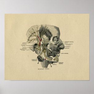 Humaan gezichtszenuwstelsel Anatomie 1902  afdrukk Poster