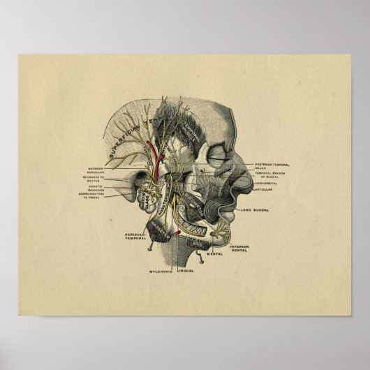 Humaan gezichtszenuwstelsel Anatomie 1902 afdrukk Poster (Voorkant)