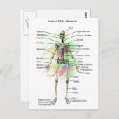 Humaan Mannelijk Skeleton Briefkaart (Voorkant / Achterkant)