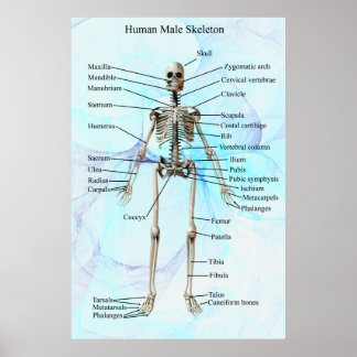 Humaan Mannelijk Skeleton poster