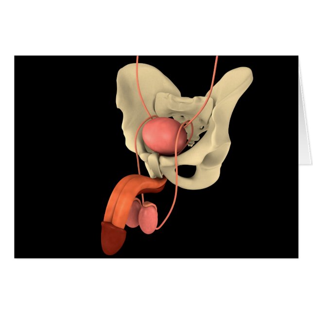 Humaan Mannelijk Voortplantingsstelsel 2 (Voorkant Horizontaal)
