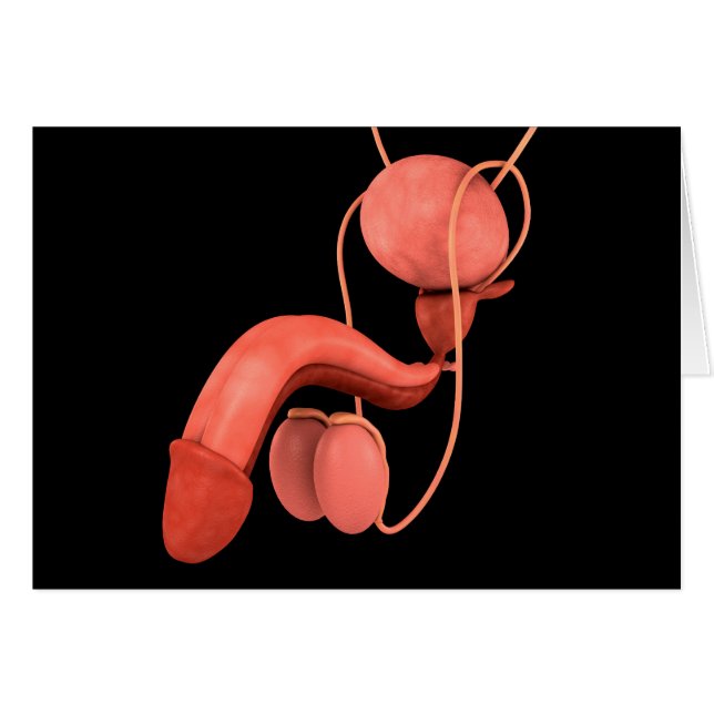 Humaan Mannelijk Voortplantingsstelsel 3 (Voorkant Horizontaal)