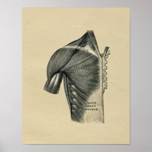Humaan Musculair Anatomie 1902 afdrukken Poster