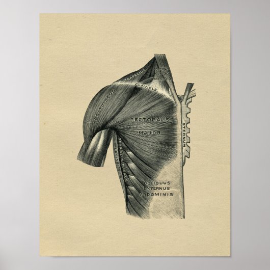 Humaan Musculair Anatomie 1902 afdrukken Poster (Voorkant)