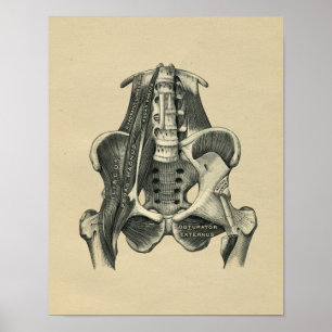 Humaan Musculair Anatomie 1902 afdrukken Poster