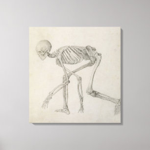 Humaan skelet: Lateraal uitzicht in Crouching Post Canvas Afdruk
