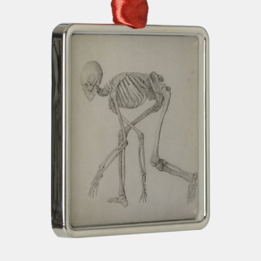 Humaan skelet: Lateraal uitzicht in Crouching Post Metalen Ornament (Rechts)