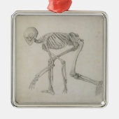 Humaan skelet: Lateraal uitzicht in Crouching Post Metalen Ornament (Voorkant)