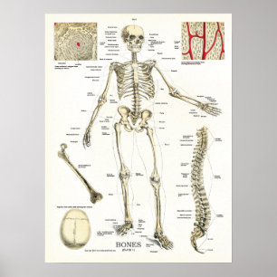 Humaan Skeletanatomie Poster