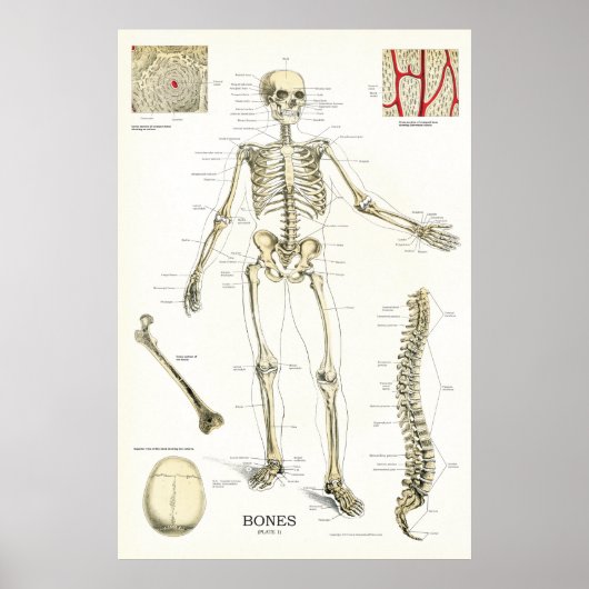 Humaan Skeletanatomie Poster 24 x 36 (Voorkant)