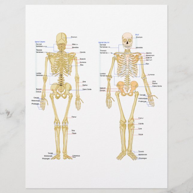 Humaan Skeleton met anatomiediagram (Voorkant)
