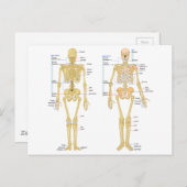 Humaan Skeleton met anatomiediagram Briefkaart (Voorkant / Achterkant)