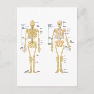 Humaan Skeleton met anatomiediagram Briefkaart