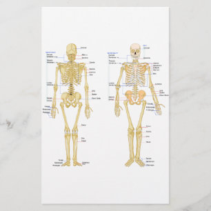 Humaan Skeleton met anatomiediagram Briefpapier