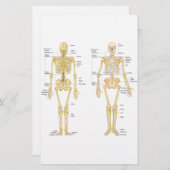 Humaan Skeleton met anatomiediagram Briefpapier (Voorkant / Achterkant)
