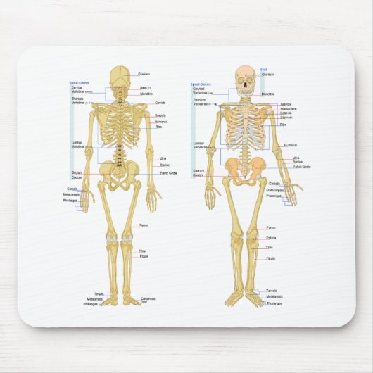 Humaan Skeleton met anatomiediagram Muismat (Voorkant)