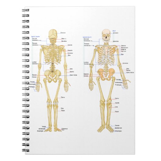 Humaan Skeleton met anatomiediagram Notitieboek (Voorkant)