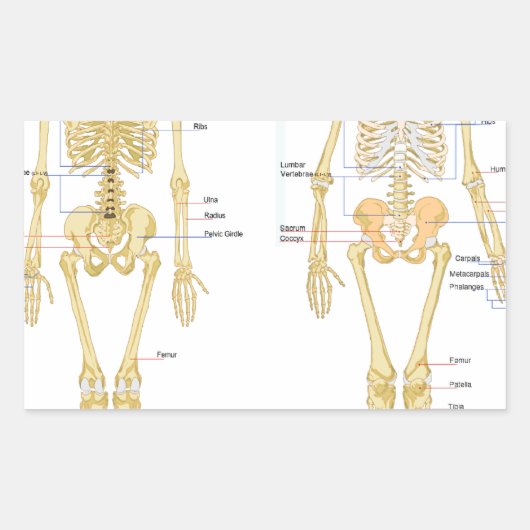 Humaan Skeleton met anatomiediagram Rechthoekige Sticker (Voorkant)