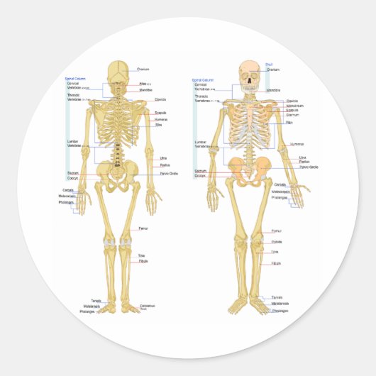 Humaan Skeleton met anatomiediagram Ronde Sticker (Voorkant)