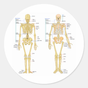 Humaan Skeleton met anatomiediagram Ronde Sticker
