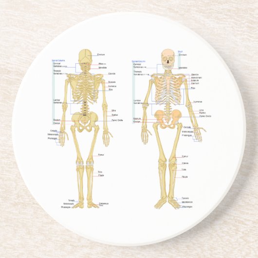 Humaan Skeleton met anatomiediagram Zandsteen Onderzetter (Voorkant)
