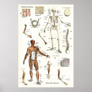 Humaan Skeletspierstelsel- en musculair Anatomie P Poster