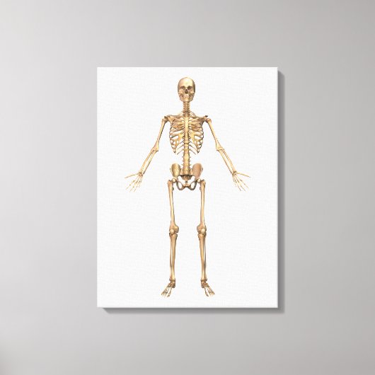 Humaan Skeletsysteem, voorste Uitzicht Canvas Afdruk (Voorkant)
