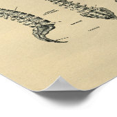 Humaan Spine Anatomy 1902  Print (Hoek)