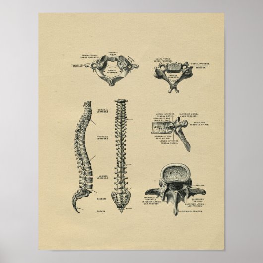 Humaan Spine Anatomy 1902  Print (Voorkant)