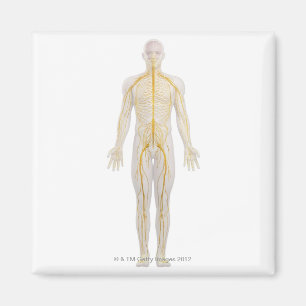 Humaan zenuwstelsel 2 magneet