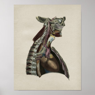 Humaan zenuwstelsel Anatomie  afdrukken Poster