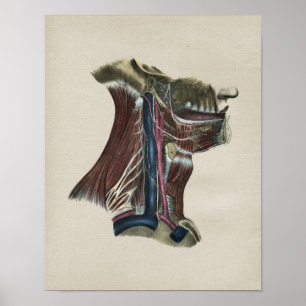 Humaan zenuwstelsel Anatomie  afdrukken Poster