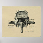Humain Lumbar Vertebrae Anatomie 1902 Impression V (Devant)