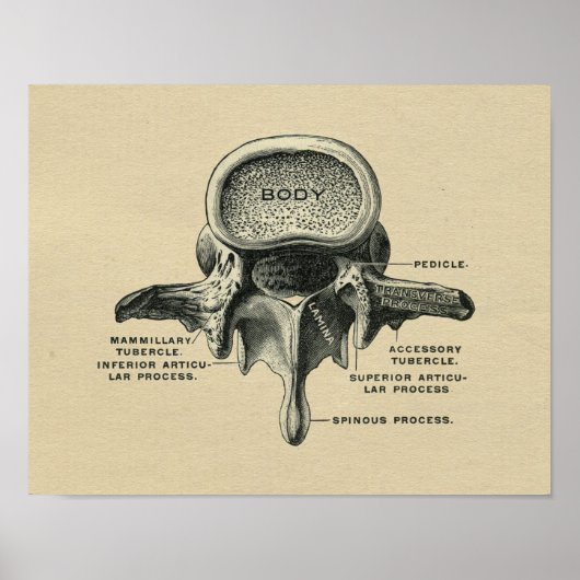 Humain Lumbar Vertebrae Anatomie 1902 Impression V (Devant)