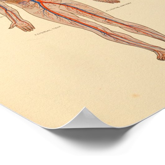 Human Anatomy Heart Arteries Print (Hoek)