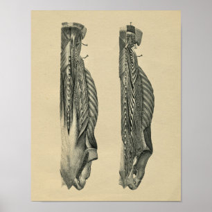Human Back Muscle Anatomy 1902 Print