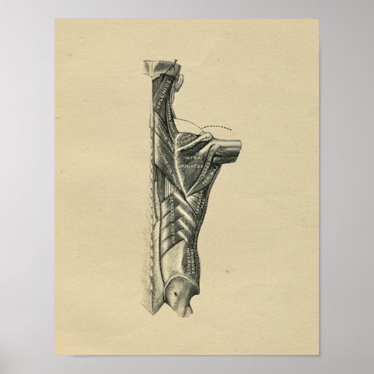Human Back Muscles Anatomy 1902 Print (Voorkant)