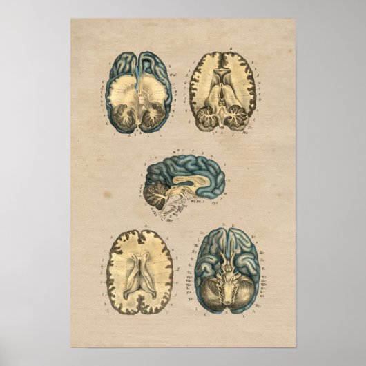 Human Brain Anatomy 1841 Print (Voorkant)